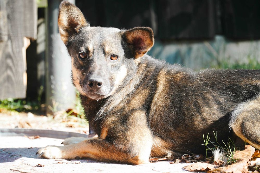 Kefir - niewielki piesek