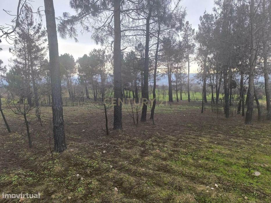Terreno com vinha e poço - Perto da Zona Industrial de Chaves