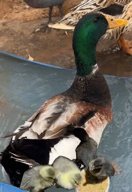 Patos Rouen - puros