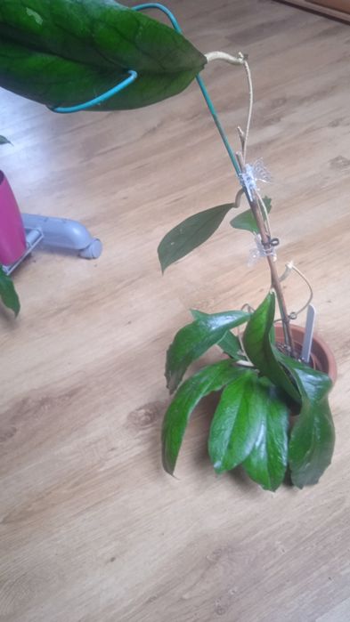 Hoya. Sp.MTO9 - cięta