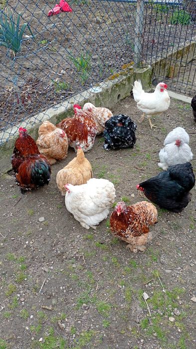 Jajeczka lęgowe od kochinow miniaturek  4,50  Brzesko Malopolska,  nie wysyłam.