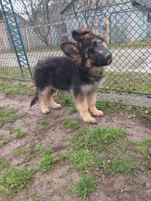 Німецька вівчарка