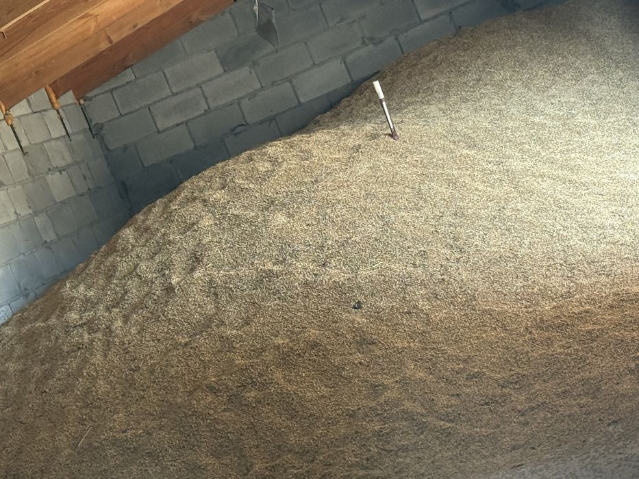 Ячмінь            ярий.