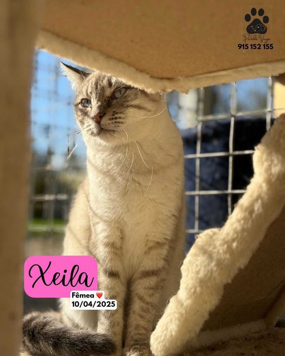 Gata para adoçao (Xeila)