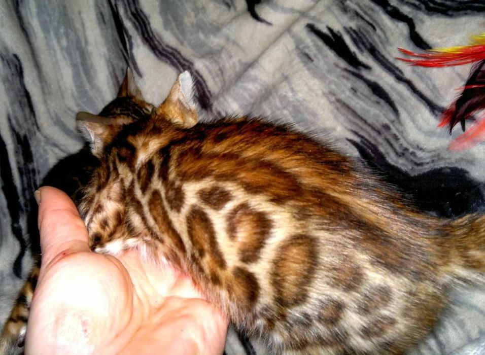 Ексклюзивний бенгальський BENn24 хлопчик за адекватну ціну!