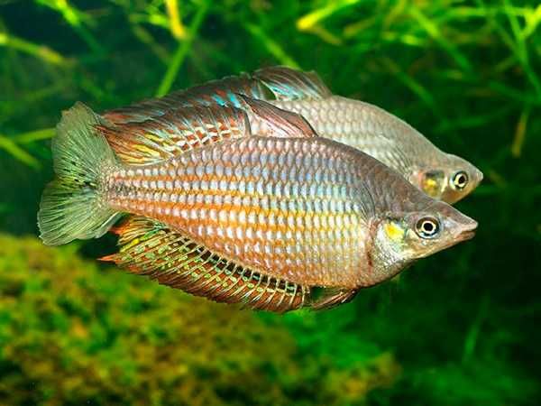 Tęczanka splendida - Melanotaenia - dowozimy, wysyłamy