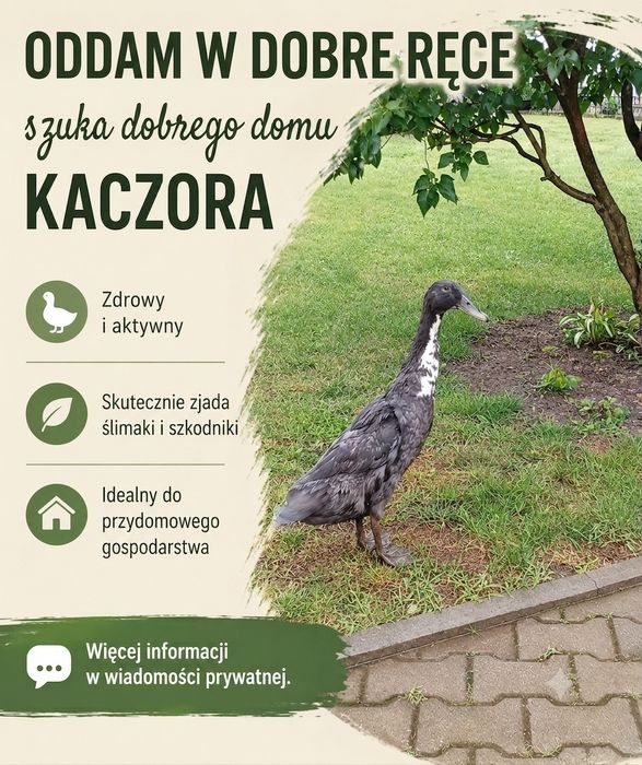 Oddam, biegusek szuka dobrego domu