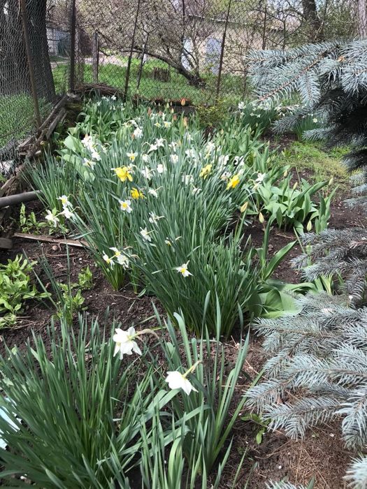 Продам тюльпаны и нарциссы