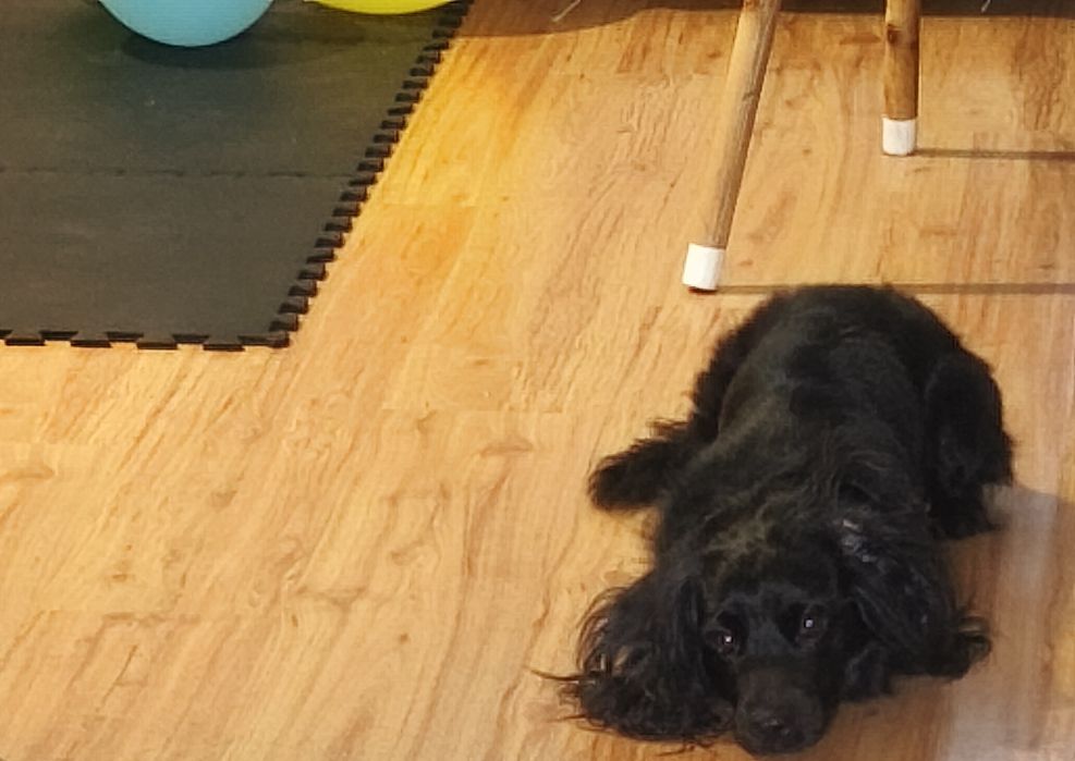 Dorosły Pies typu Cocker Spaniel lat 4