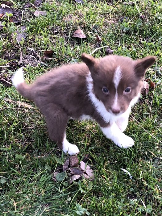 Малышка бордер колли