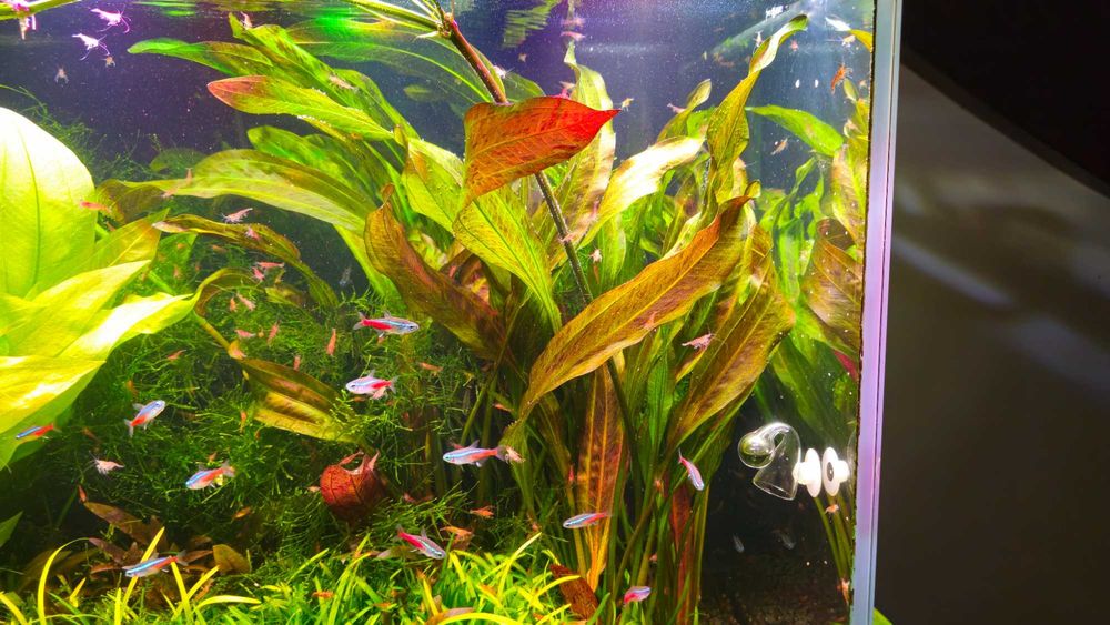 Żabienica Echinodorus