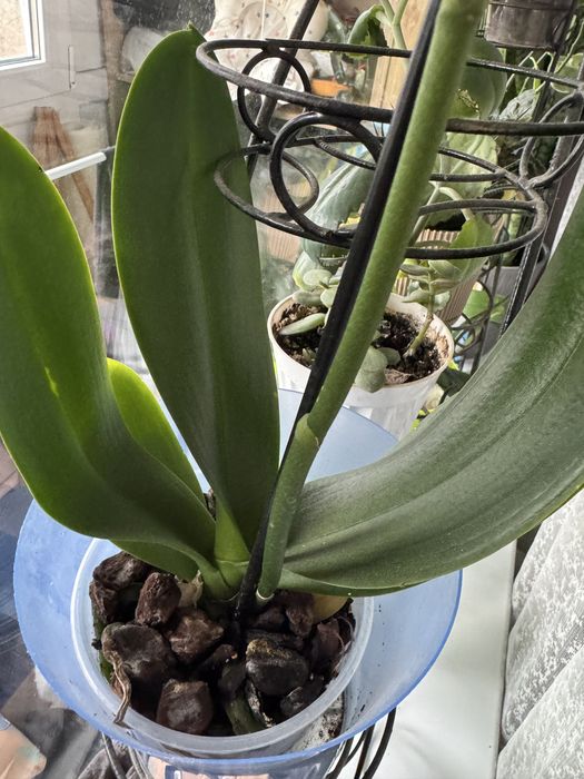 Обмен орхидея меняю