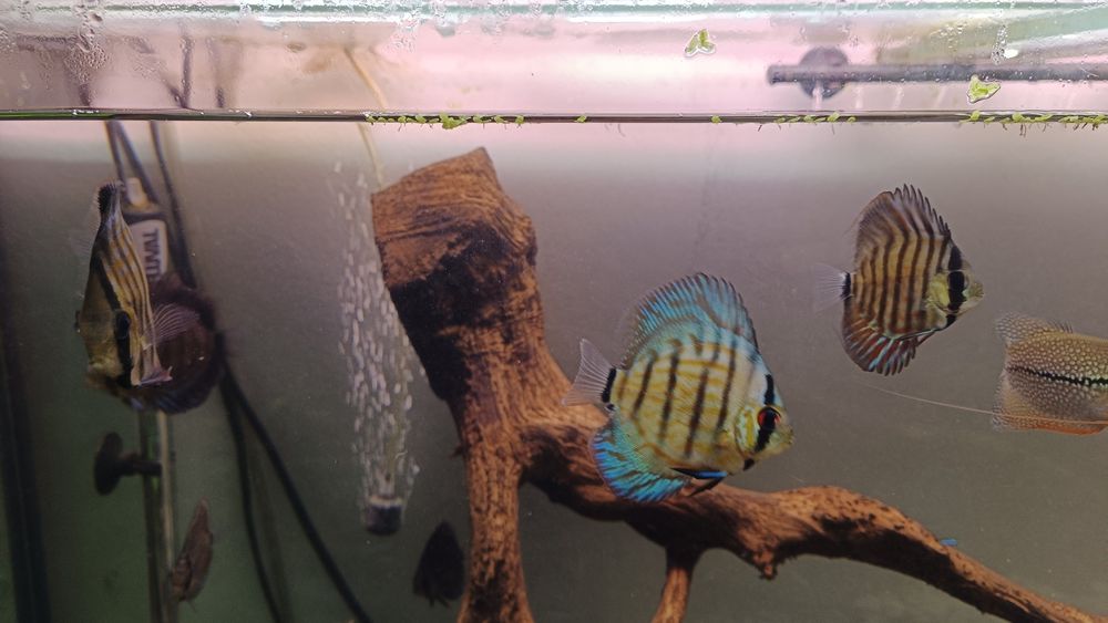 Vendo 3 discus saudáveis