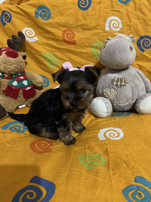 Цуценята йоркширського терʼєра дівчинка