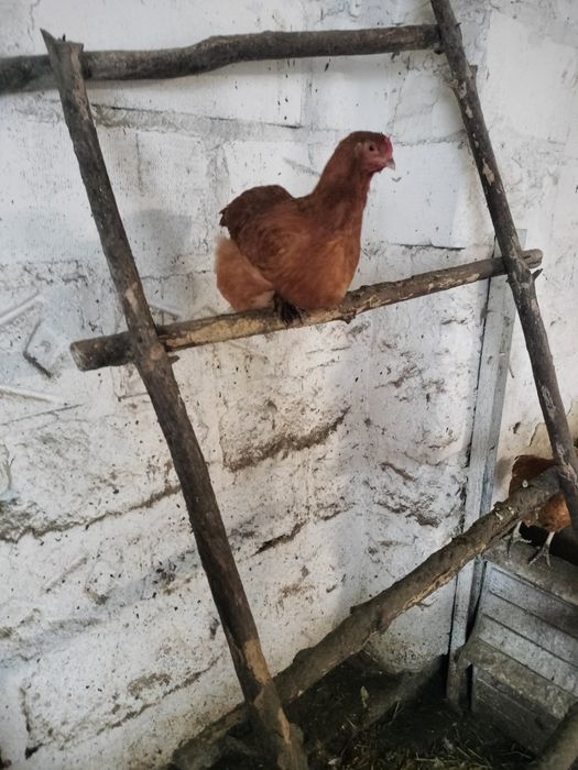 Jaja lęgowe  kur mix ozdobne nioska