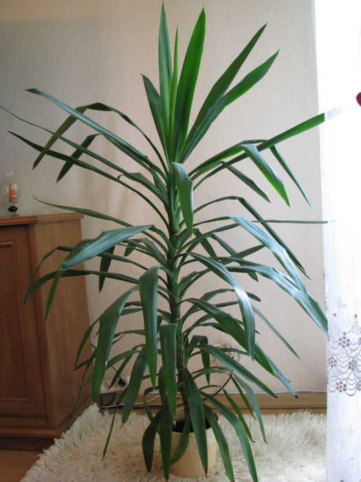 Juka – piękny, zdrowy, duży kwiat doniczkowy, 1,45 m