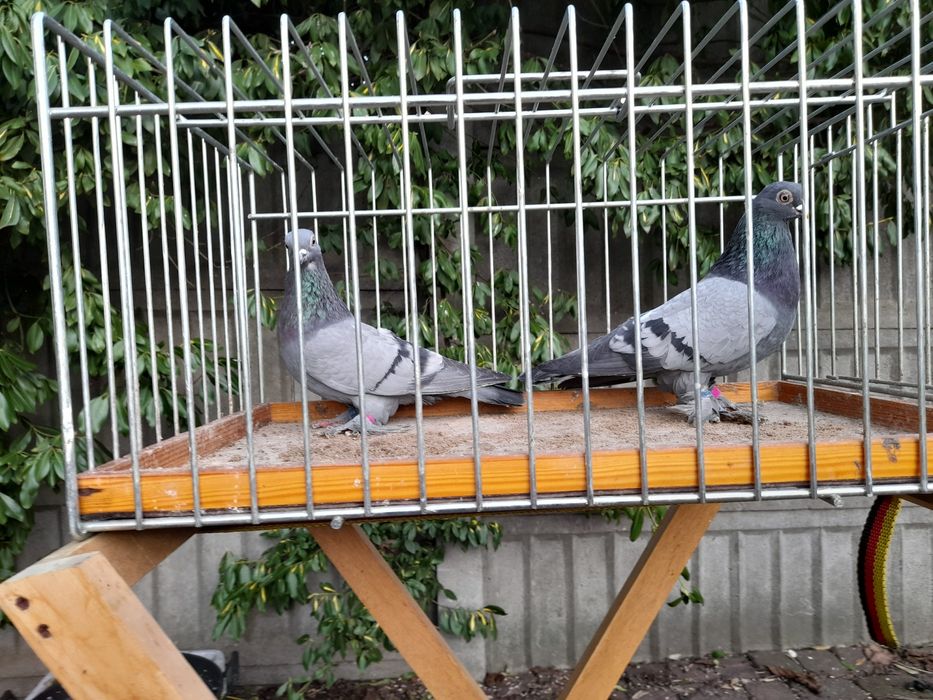 Blauwindry Siwki Staluchy Łapciate