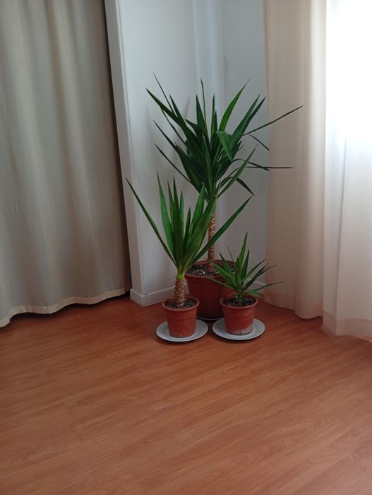 Vaso com planta Yuca