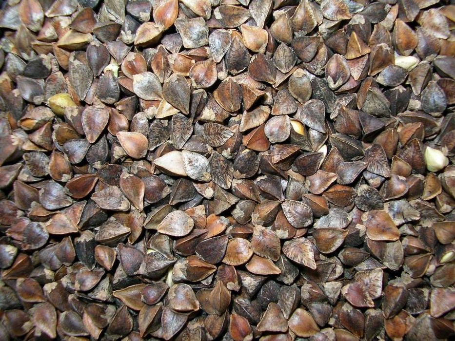 Гречка посівна сорт Дикуль