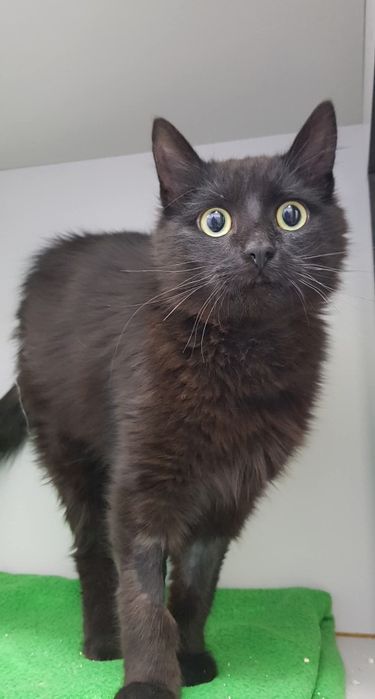 Flow- gatinho jovem para adopção