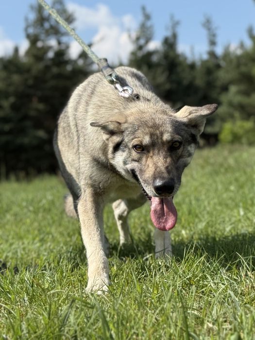SAMBA - urocza wilczata dama do adopcji