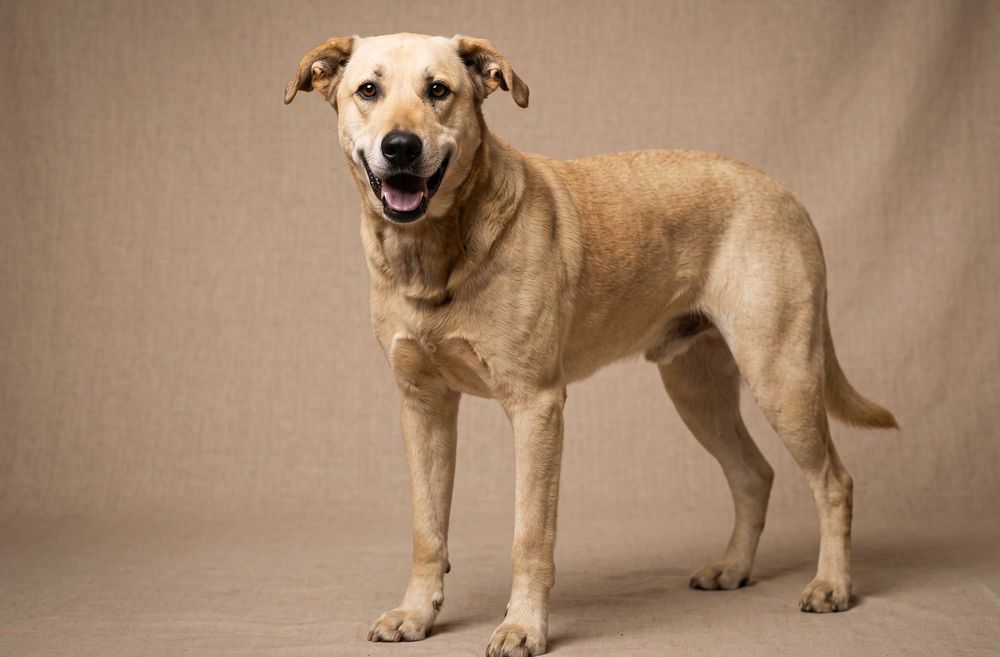 IDEAŁ - piękny psiak w typie labradora