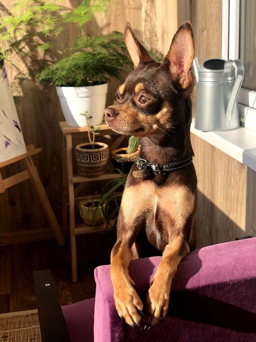 Злучка в'язка той терєра