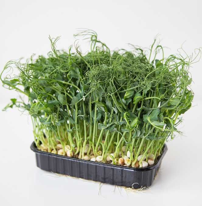 Насіння гороху для мікрозелені (мікрогрін)
