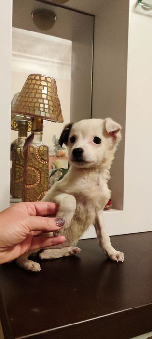 Отдам бесплатно щеночка 2 месяца