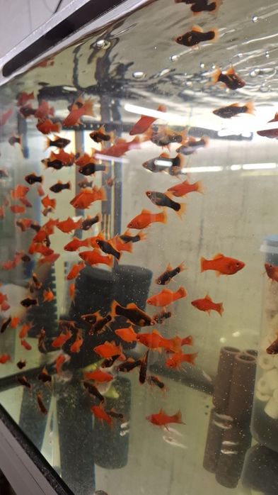 Mieczyki standardy po alfach czarne I czerwone