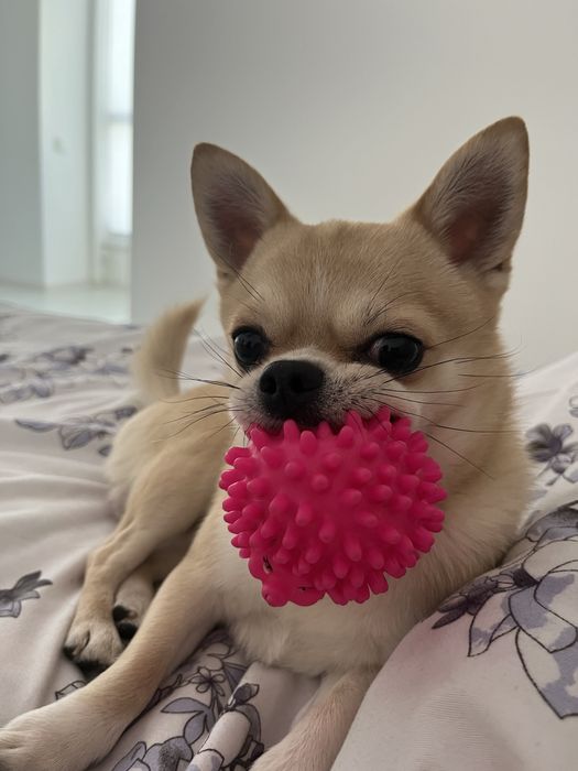 Вязка  чіхуахуа