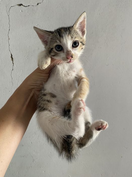 Gatinhos para adoção responsável zona Oeste