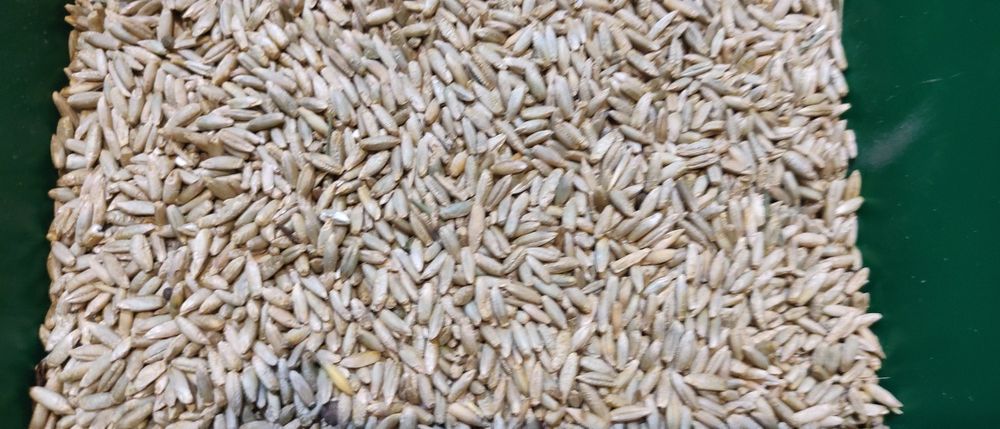 Żyto ekologiczne certyfikat 230 t