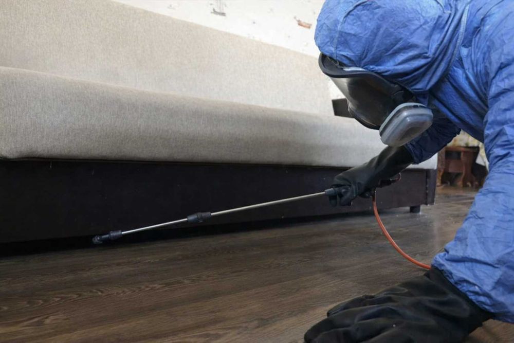 Дезінфекція, дезінсекція, дератизація від клопів та комах без запаху