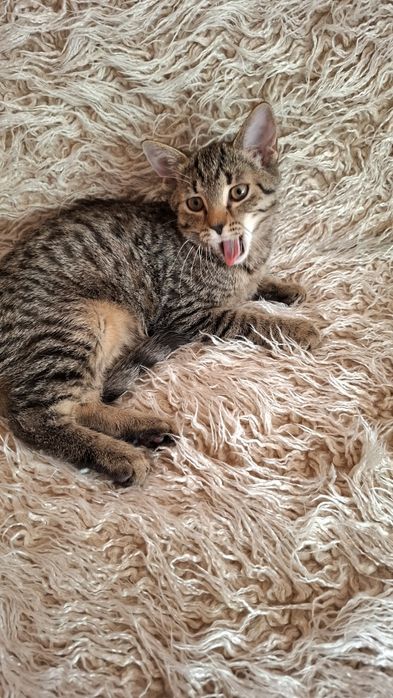 Róża 3,5 miesięczna przytulanka,adopcja.