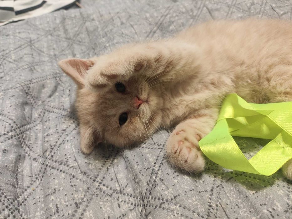 Кошенята Скотиш Братик і Сестричка