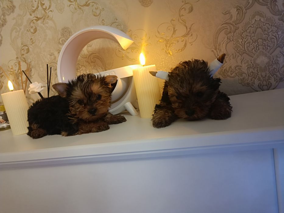 Очень забавные щенки Одесса