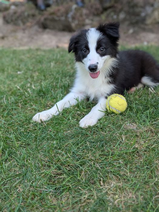 Border Collie Suczka Badania Genetyczne