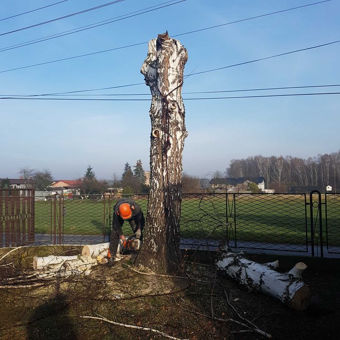 Przycinanie Thui, nasadzanie żywopłotów, wycinka drzew, wywóz masy zielonej