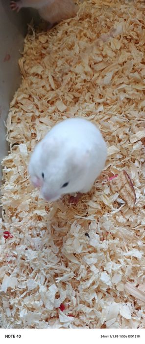 Chomik syryjski Sosnowiec