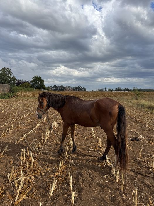 Cavalo montado e engatado