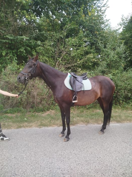 Klacz mlp idealna w teren, rajdy