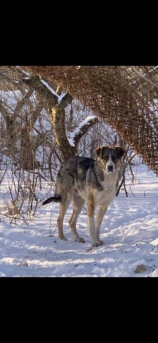 Житомир, район! Прилаштування
