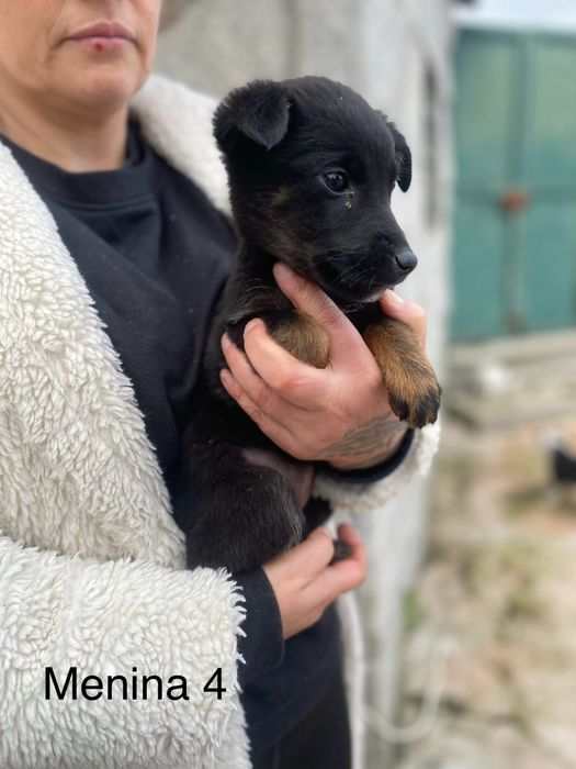 Bebés 2 meses para adoção responsável