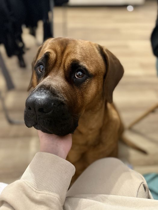 Dorosły pies do oddania tosa inu