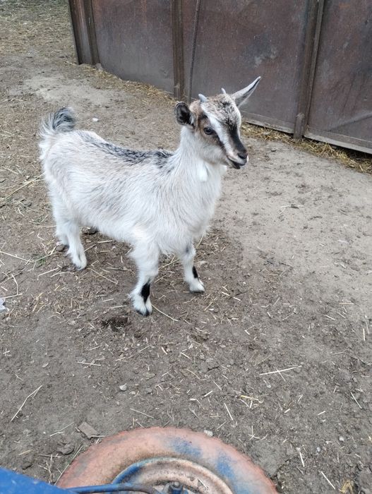 Двомісячні козенята