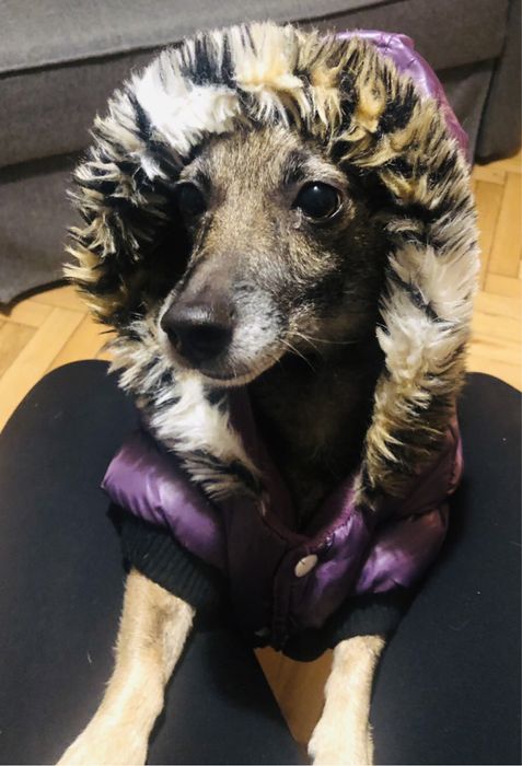 Fioletowa Kurtka Puffer z Kapturem dla Psa – Ciepła i Stylowa