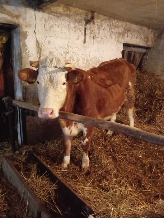 Sprzedam Krowa z cielęciem jałówka