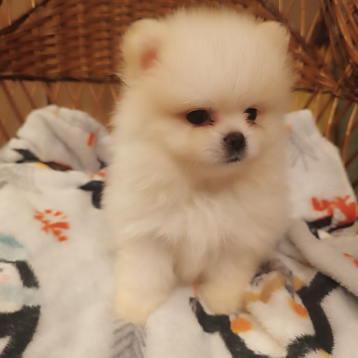 Szpic miniaturowy - piesek