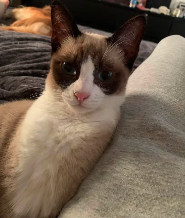 Gatinha de 2 anos